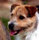 Jack Russell Terrier Campione Quaylene Benjie