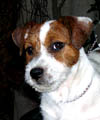 Jack Russell Terrier Danila Jack Golden Future