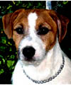 Jack Russell Terrier Danila Jack Scintillation