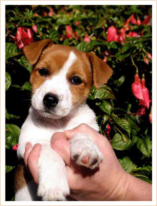 Jack Russell Terrier CEDINE ISLAND DREAM
