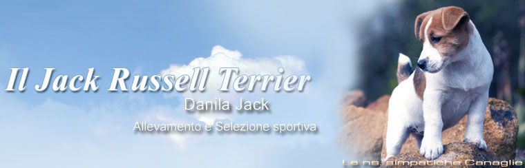 Jack Russell Terrier Danila Jack